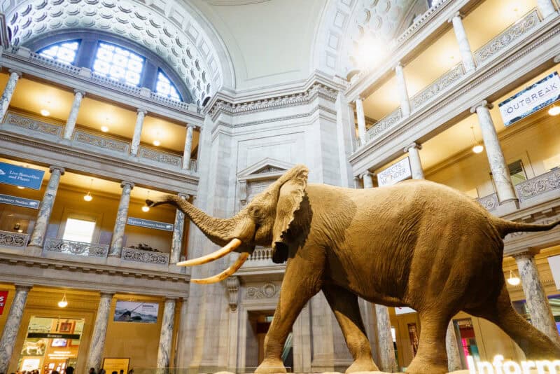 Taxidermy elephant beneath the domed rotunda of the Smithsonian Natural History Museum