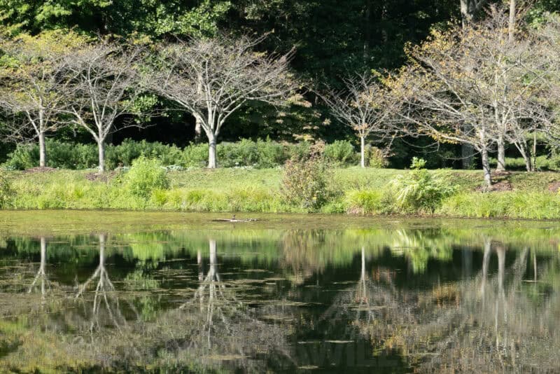 Bare trees along a pond shoreline reflected in calm water