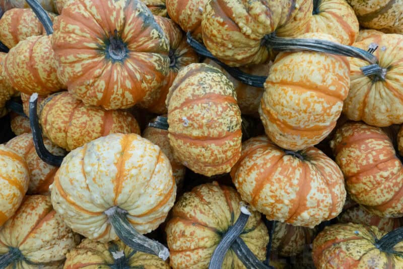 Pile of speckled orange and cream ornamental pumpkins seen from above