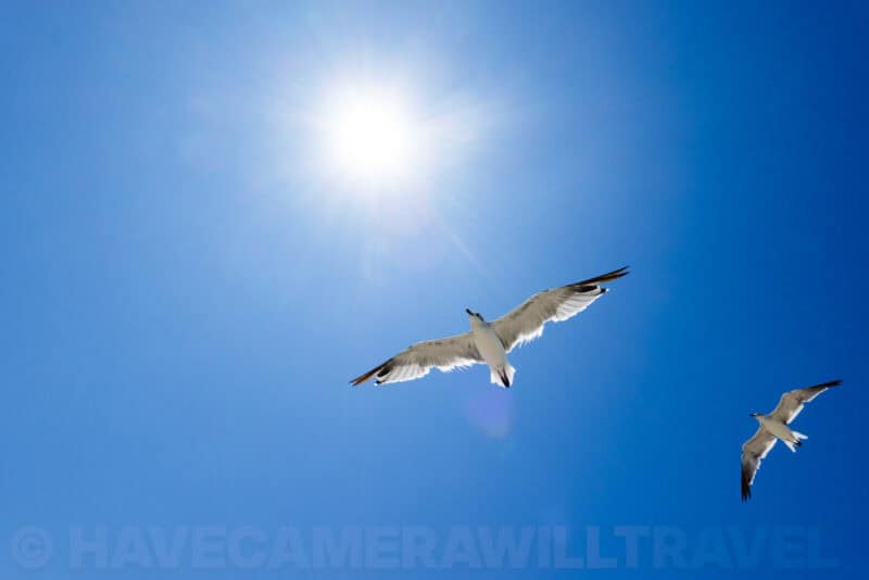 Seagull soaring against a bright blue sky with the sun flaring overhead
