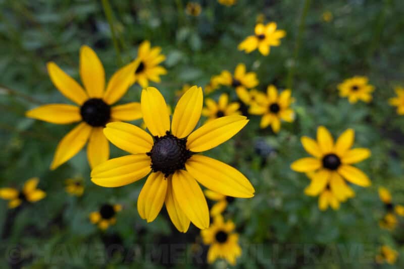 Black-eyed Susan wildflowers with yellow petals and dark centers in a grassy field