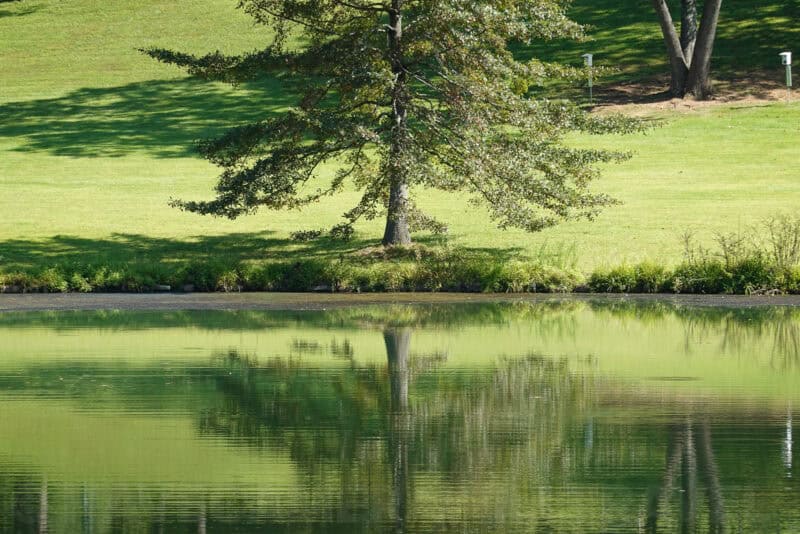 Solitary tree on a grassy bank reflected in a still pond