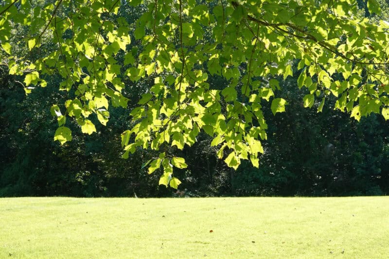 Sunlit green leaves hanging over a shaded lawn and treeline