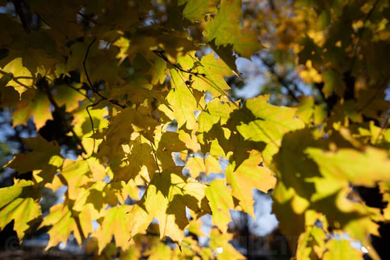 Sony a7R IV Sample Image
