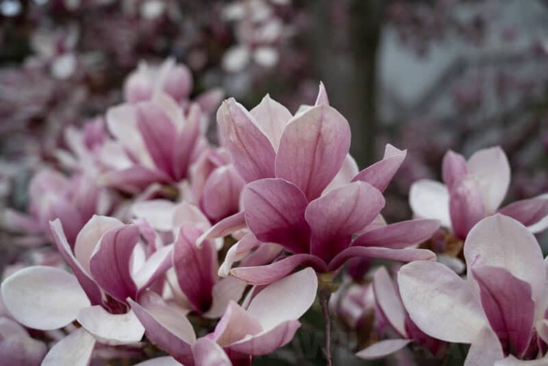 Nikon NIKKOR Z 24-70mm f/4 S Sample Image