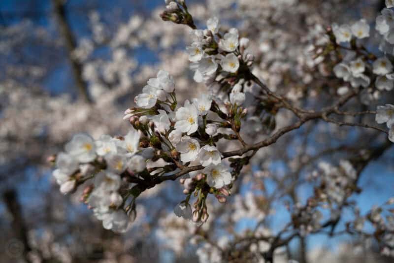Nikon NIKKOR Z 24-70mm f/4 S Sample Image