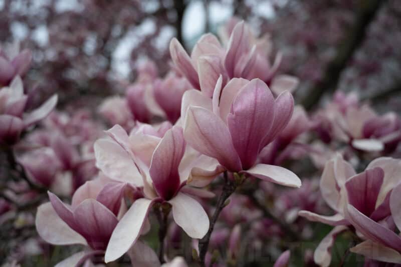 Nikon NIKKOR Z 24-70mm f/4 S Sample Image