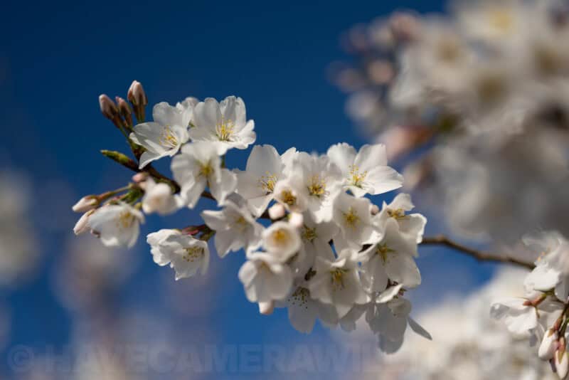 Nikon NIKKOR Z 24-70mm f/4 S Sample Image