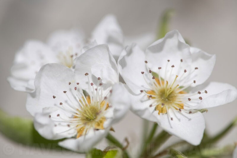Macro close-up of white pear blossoms with yellow stamens
