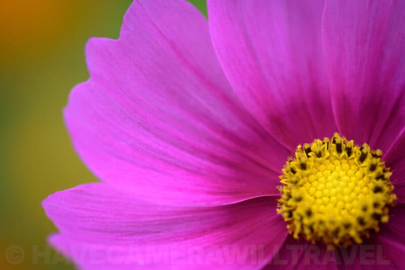 Macro close-up of a pink cosmos flower with a yellow center