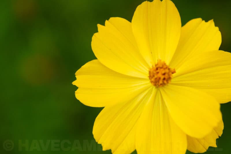 Close-up of a bright yellow cosmos flower against a blurred green background