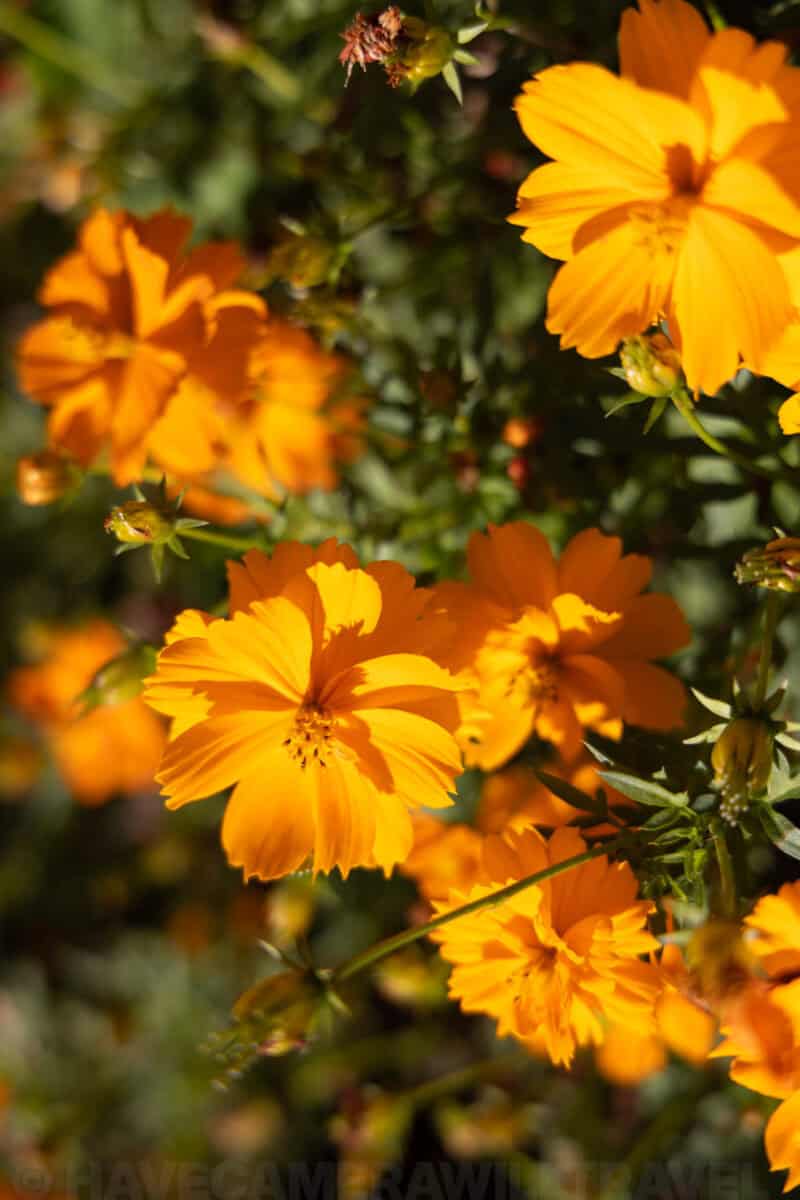 Bright orange cosmos flowers in bloom with sunlight highlighting their ruffled petals