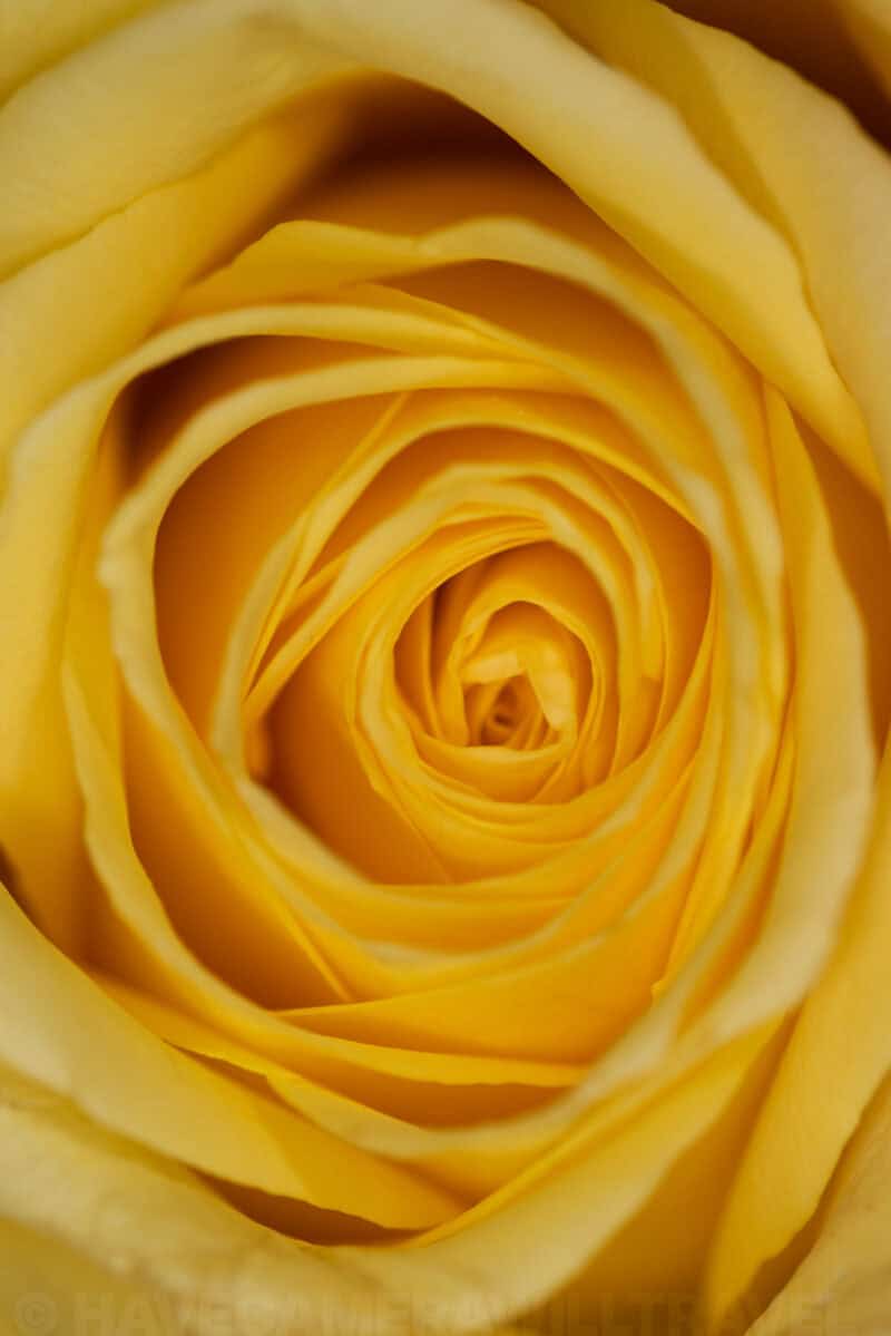 Macro close-up of a yellow rose showing its tightly spiraled petals