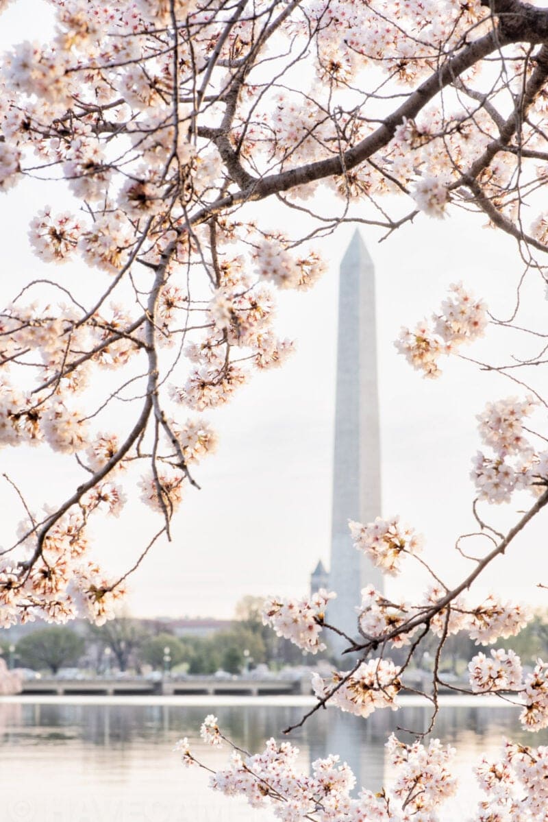 Washington Monument framed by cherry blossom branches beside the Tidal Basin at dawn