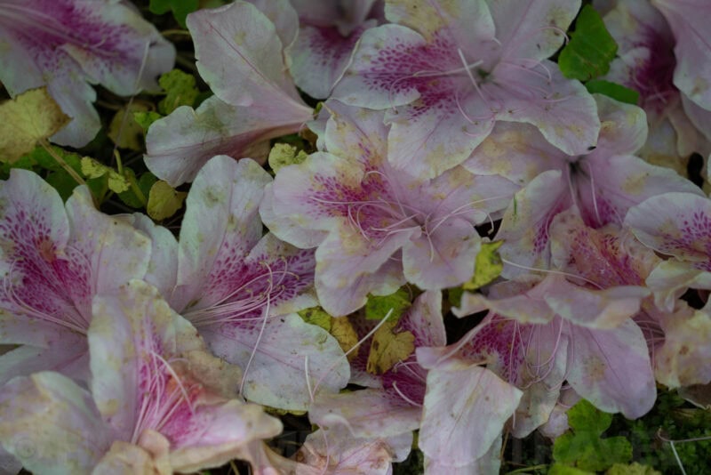 Sony FE 70-200mm f/2.8 GM OSS Zoom Lens Sample Image
