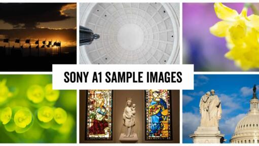 Sony a1 Full-Frame Mirrorless Camera Sample Images