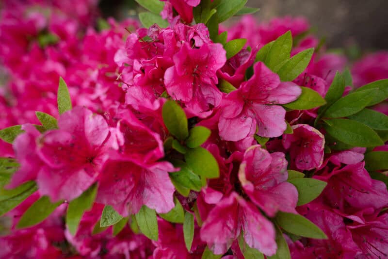 Sony 20mm f1.8 G Wide-Angle Lens Sample Image
