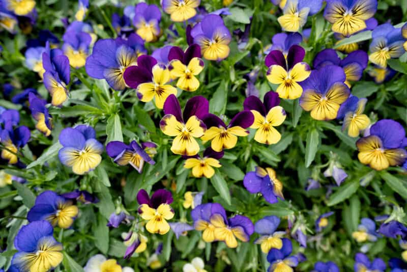 Sony 20mm f1.8 G Wide-Angle Lens Sample Image