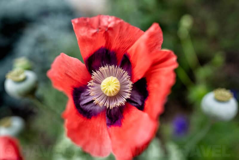 Sony 20mm f1.8 G Wide-Angle Lens Sample Image
