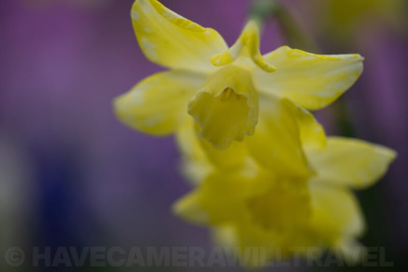 Sony Alpha a1 Sample Image