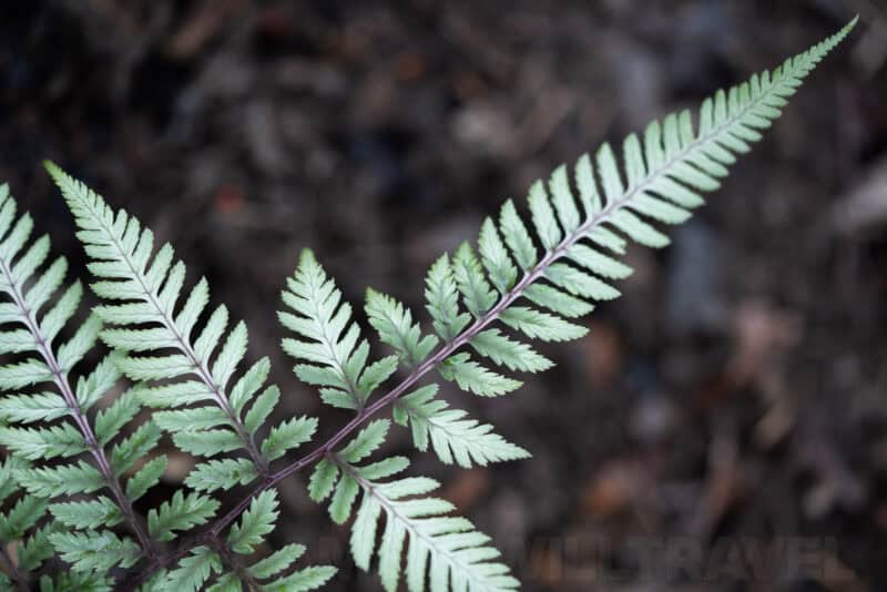 Close-up of a fern frond with delicate serrated leaflets against a dark blurred background