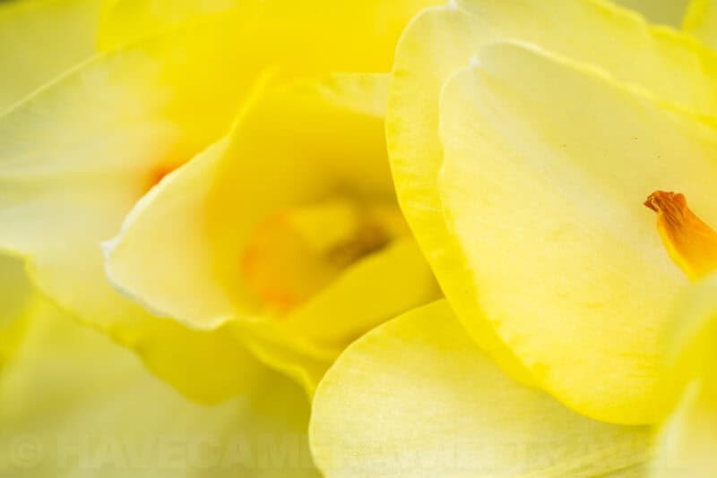 Close-up of layered yellow daffodil petals with soft glowing light