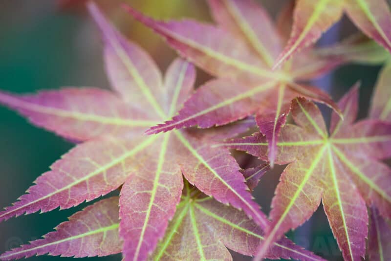 Japanese maple leaves in close-up showing pink and green variegated foliage