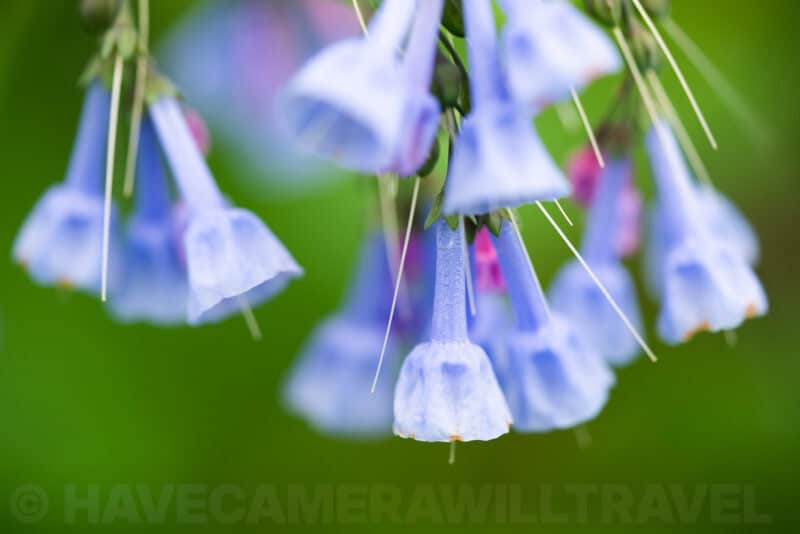 Cluster of hanging blue Virginia bluebell flowers in soft macro focus