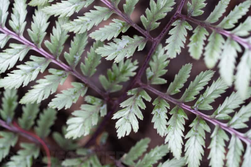 Close-up of fern foliage showing detailed serrated green leaflets on dark stems