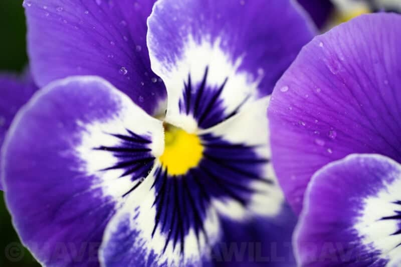 Purple and white pansy macro shot showing dark veined petals and yellow throat with dew drops