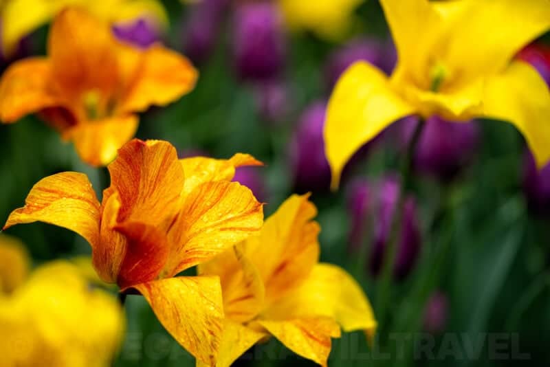 Sony Alpha a1 Sample Image