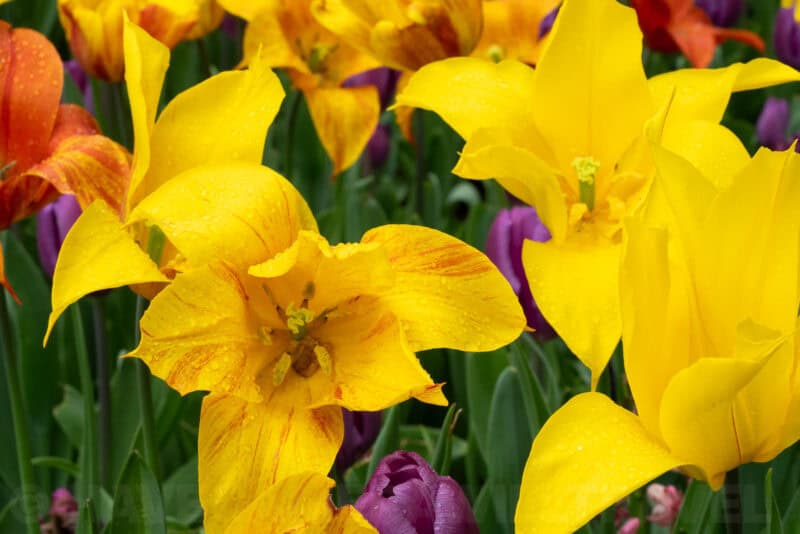 Yellow tulips with red streaks growing among purple tulips in a garden bed