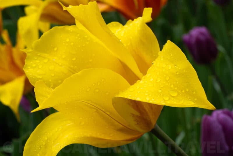 Sony FE 90mm f/2.8 Macro G OSS Lens Sample Image