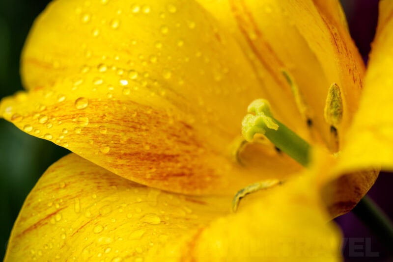 Sony Alpha a1 Sample Image