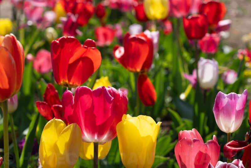 Field of colorful red, pink and yellow tulips in bright sunlight