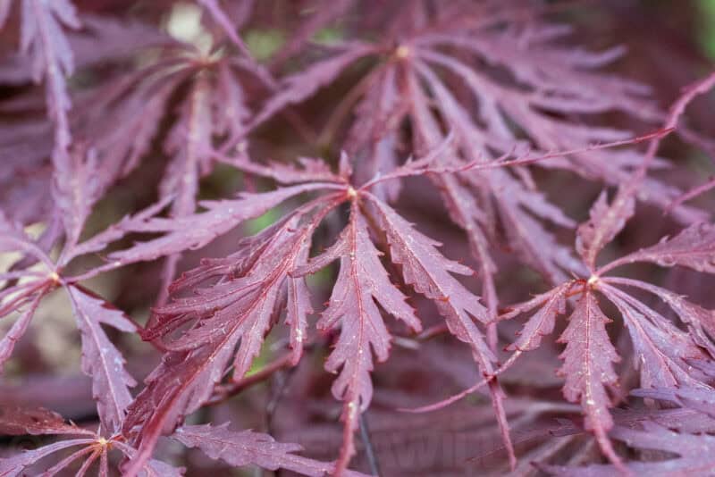 Close-up of deep red Japanese maple leaves with delicate lobed edges