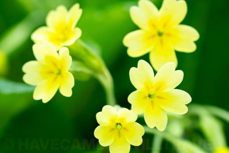 Cluster of pale yellow primrose flowers in close-up against green foliage