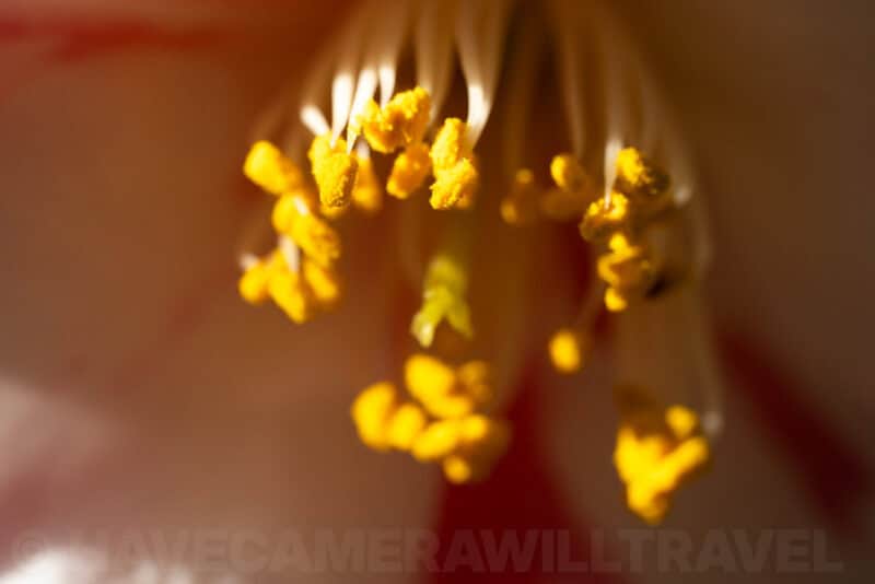 Macro close-up of yellow pollen-covered stamens inside a red and white flower