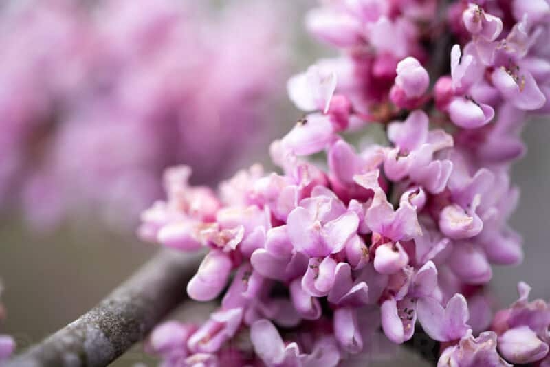 Cluster of pink redbud blossoms growing along a tree branch in close-up
