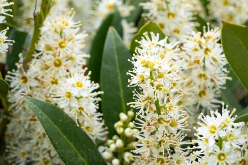 Clusters of small white flowers with yellow centers among green leaves