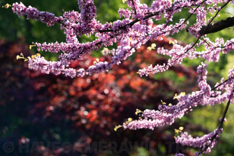 Sony FE 90mm f/2.8 Macro G OSS Lens Sample Image