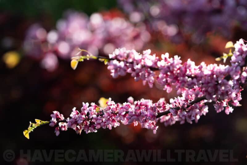 Backlit pink redbud tree blossoms on a branch against a blurred bokeh background