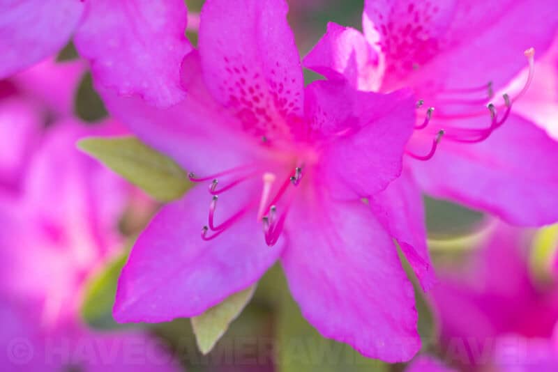 Sony FE 90mm f/2.8 Macro G OSS Lens Sample Image