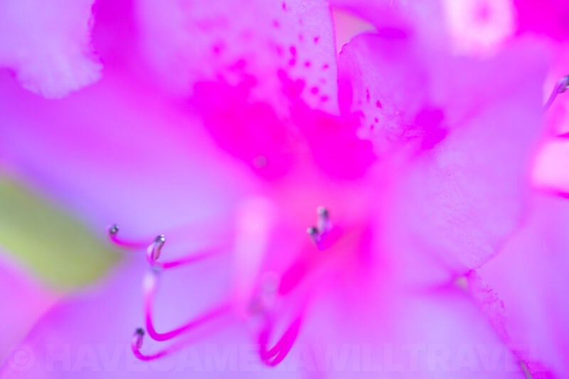Abstract macro close-up of pink rhododendron petals with curved stamens