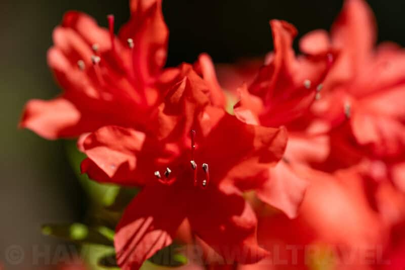 Sony FE 90mm f/2.8 Macro G OSS Lens Sample Image