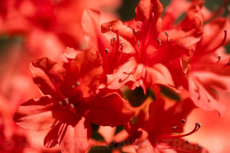 Cluster of red azalea flowers with protruding stamens in bright sunlight