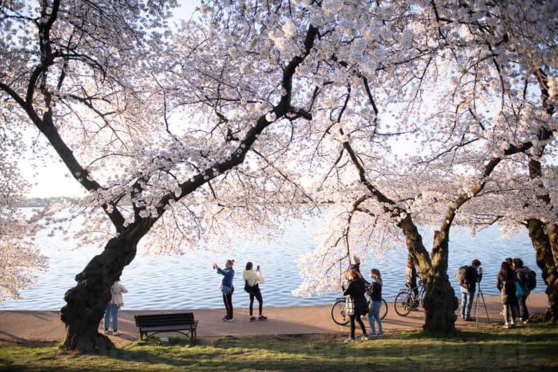 Visitors and cyclists pausing beneath blooming cherry trees along the Tidal Basin waterfront