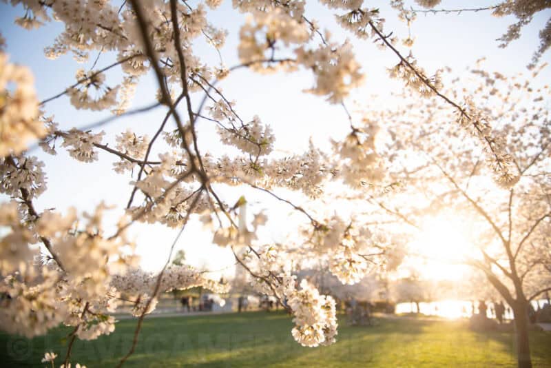 Backlit cherry blossoms glowing at sunset along the Tidal Basin in Washington DC