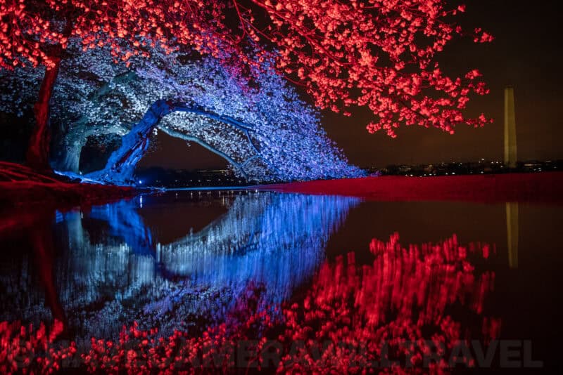 Cherry blossom tree lit red and blue at night reflecting in the Tidal Basin with the Washington Monument