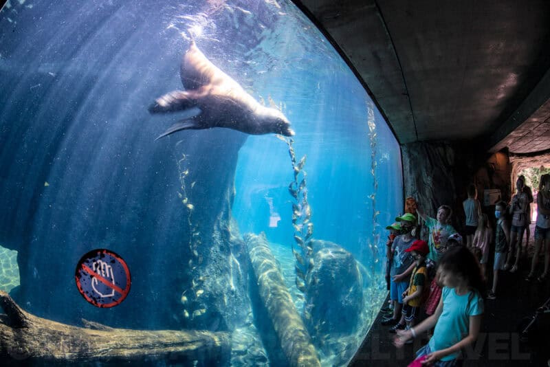 Sea lion swimming past an underwater viewing window as visitors watch at an aquarium exhibit